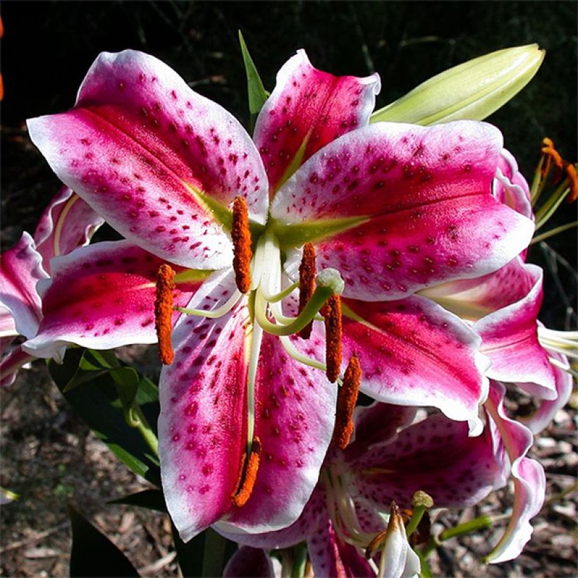 Lilie Uchida - Lilium speciosum rubrum (Flowering)