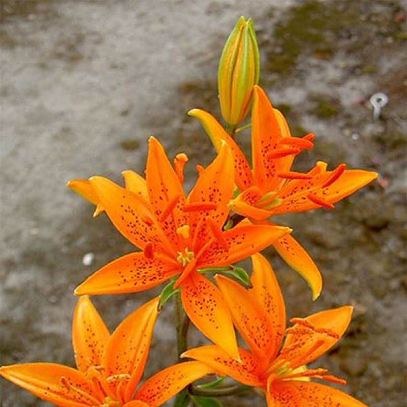 Lilie - Lilium tsingtauense (Flowering)