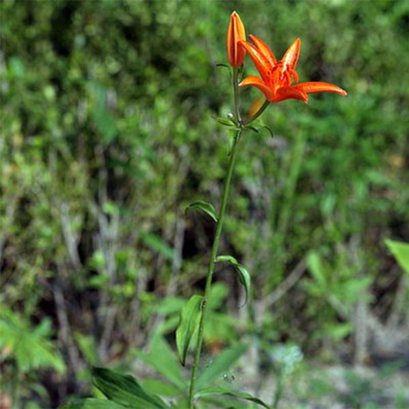 Lilie - Lilium tsingtauense (Plant habit)