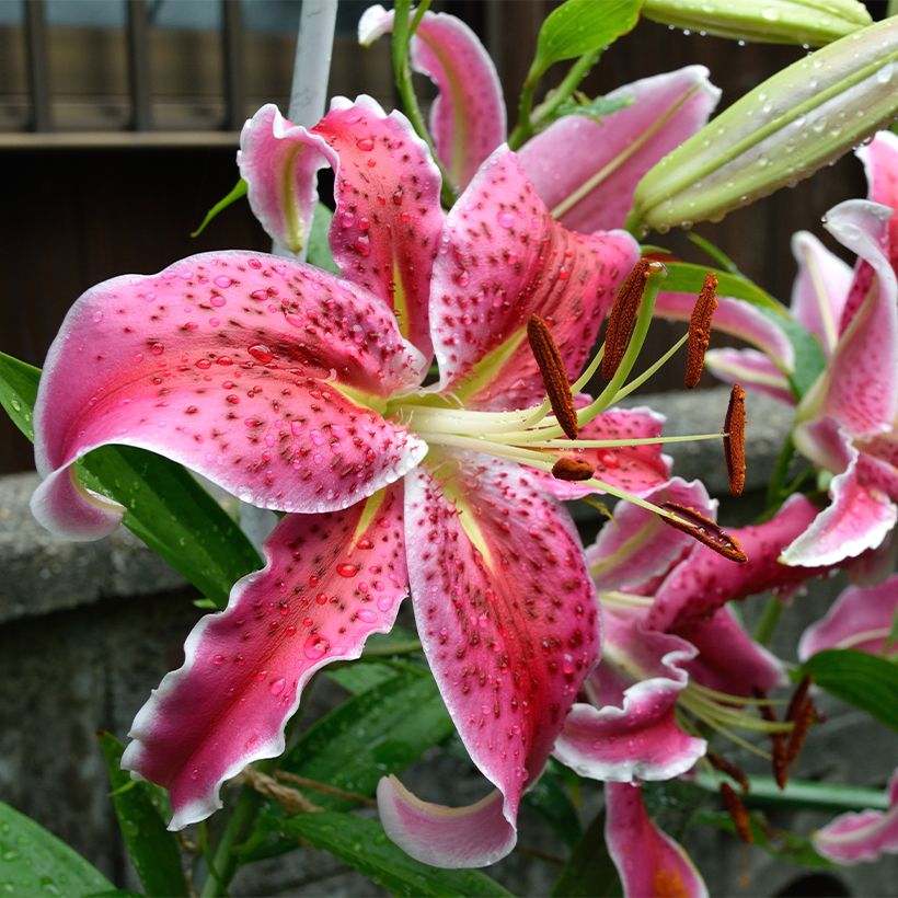 Orientalische Lilie Imperial Crimson - Lilium (Flowering)