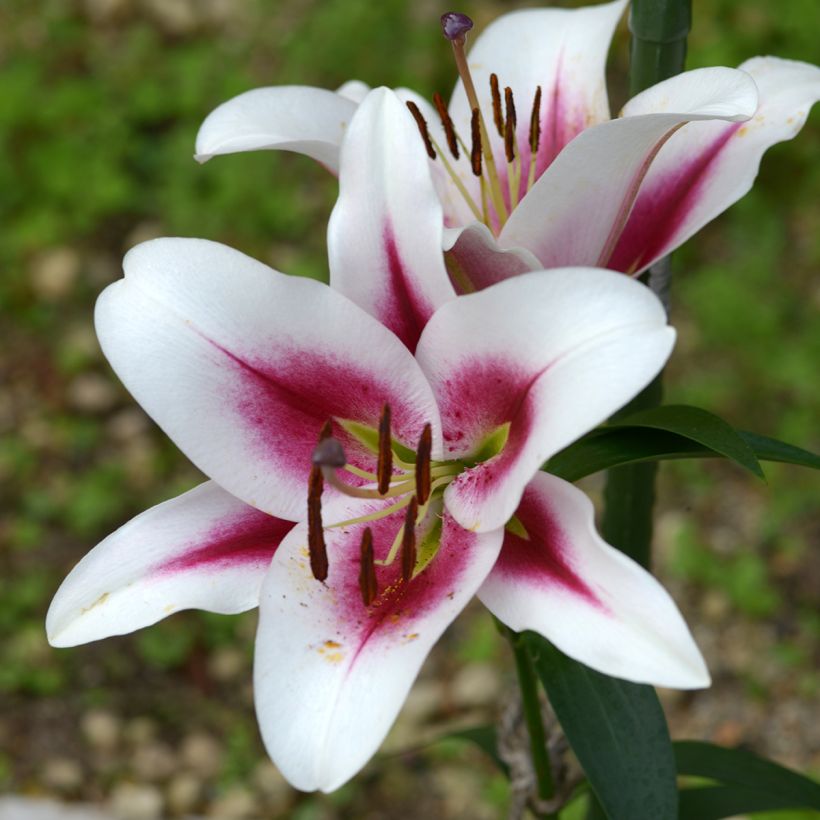 Orientalische Lilie Gaucho - Lilium (Flowering)