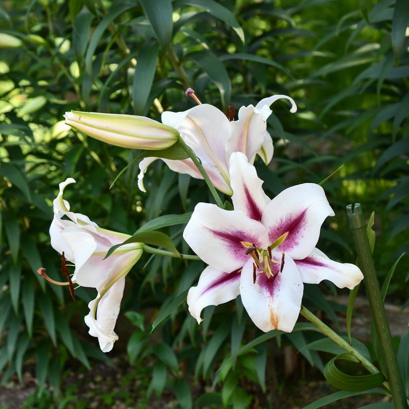 Orientalische Lilie Gaucho - Lilium (Plant habit)