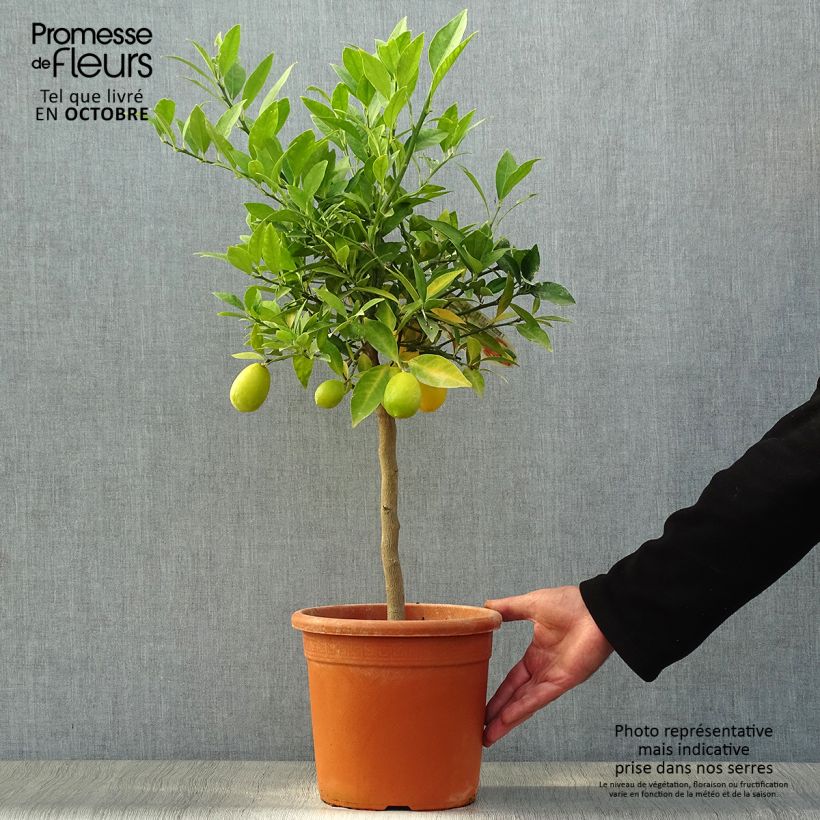 Example of Limequat - Citrus floridana Topf mit 4L/5L, 1/4 Stängel as you get in automne