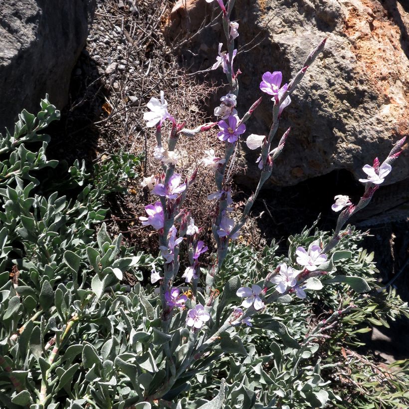 Limoniastrum monopetalum - Strauchstrandflieder (Plant habit)