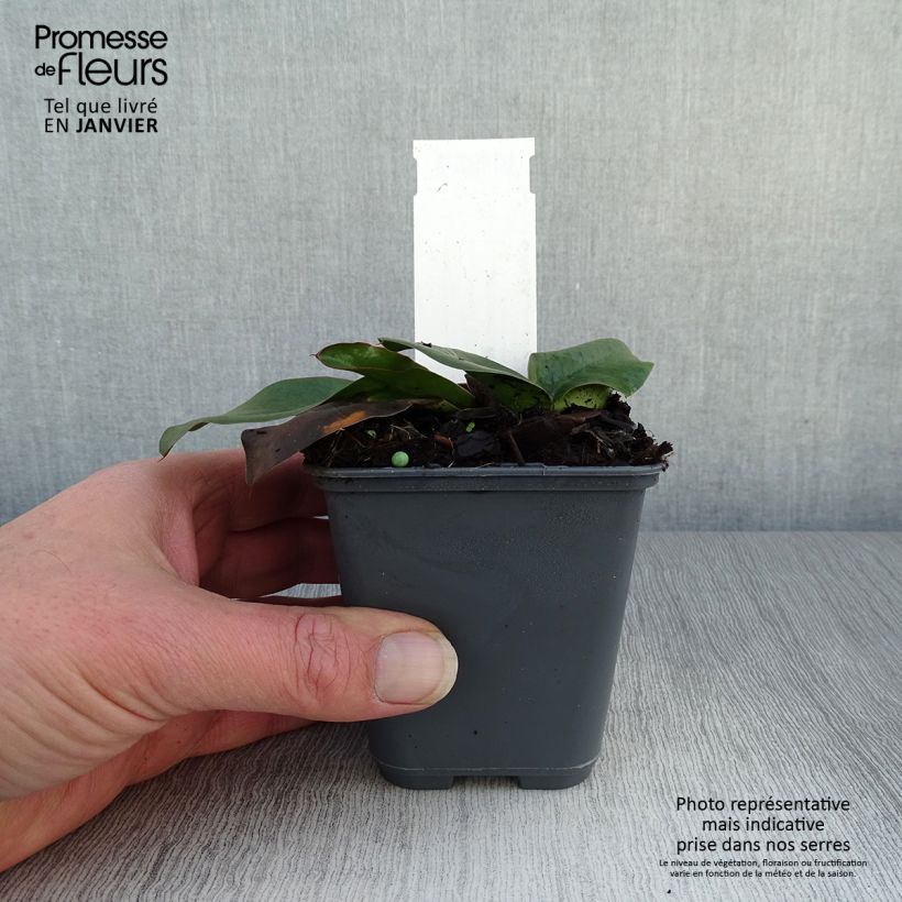 Exemplar von Limonium gmelinii ssp hungaricum - Ungarischer Steppen-Blauschleier Kleine Töpfe von 8/9 cm wie im Winter geliefert