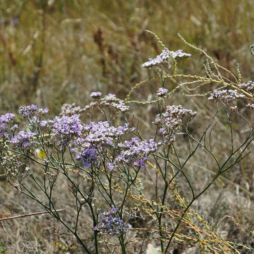 Limonium gmelinii ssp hungaricum - Ungarischer Steppen-Blauschleier (Plant habit)