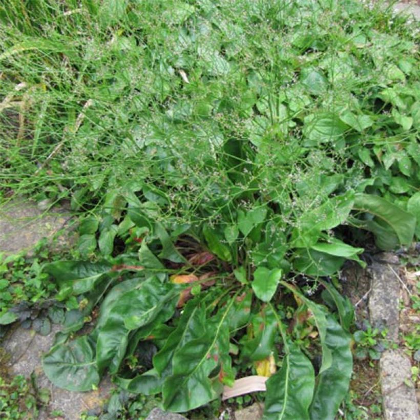 Limonium platyphyllum - Strandflieder (Foliage)