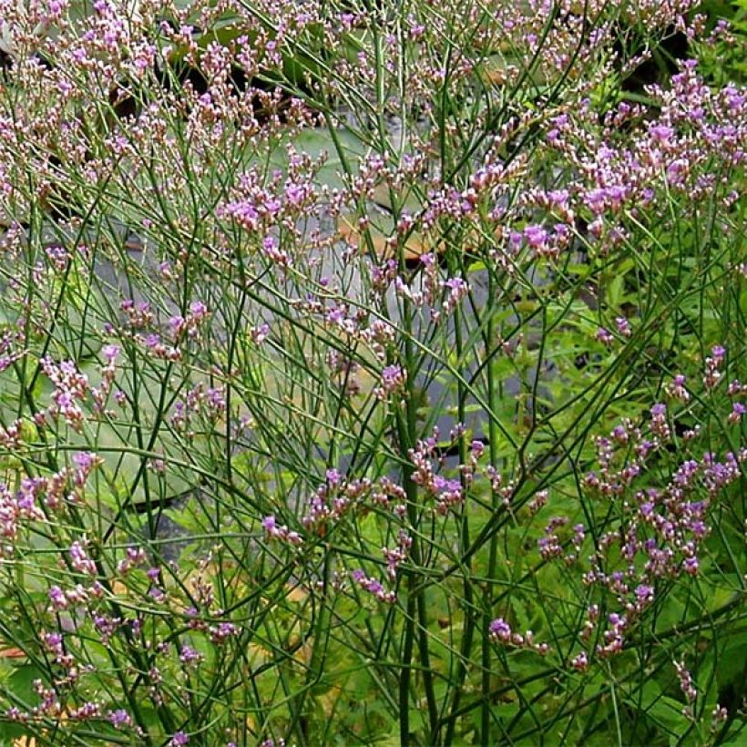 Limonium platyphyllum - Strandflieder (Flowering)