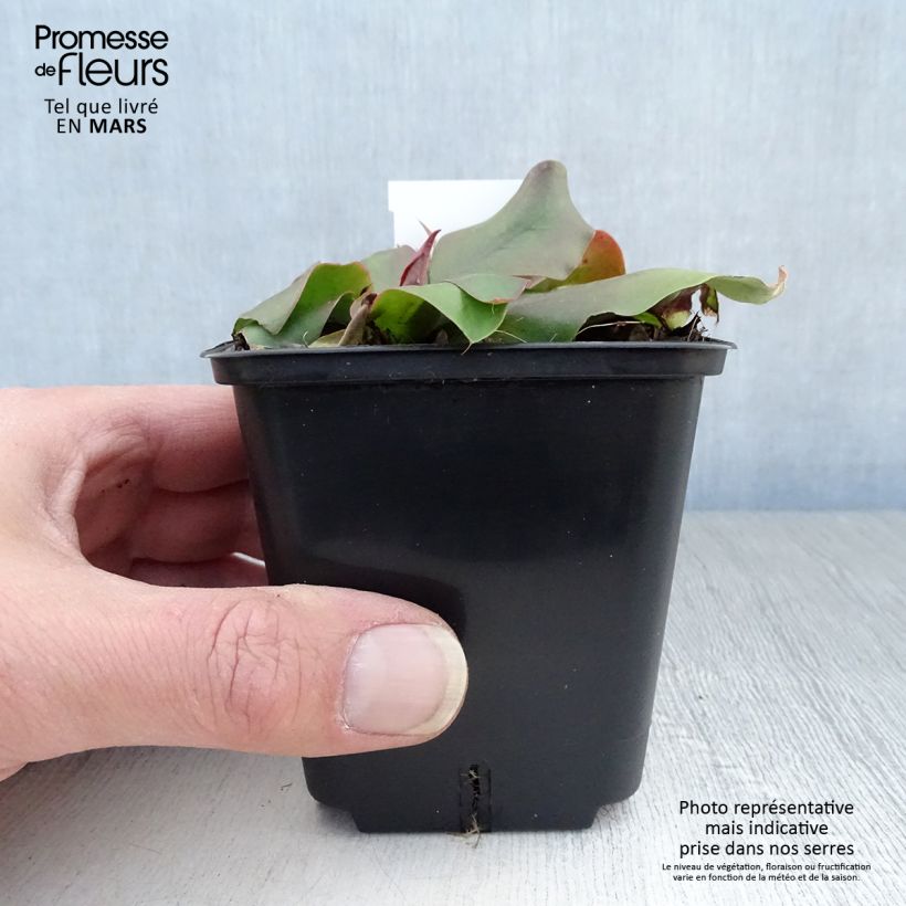 Exemplar von Limonium platyphyllum - Strandflieder Kleine Töpfe von 8/9 cm wie im Frühjahr geliefert