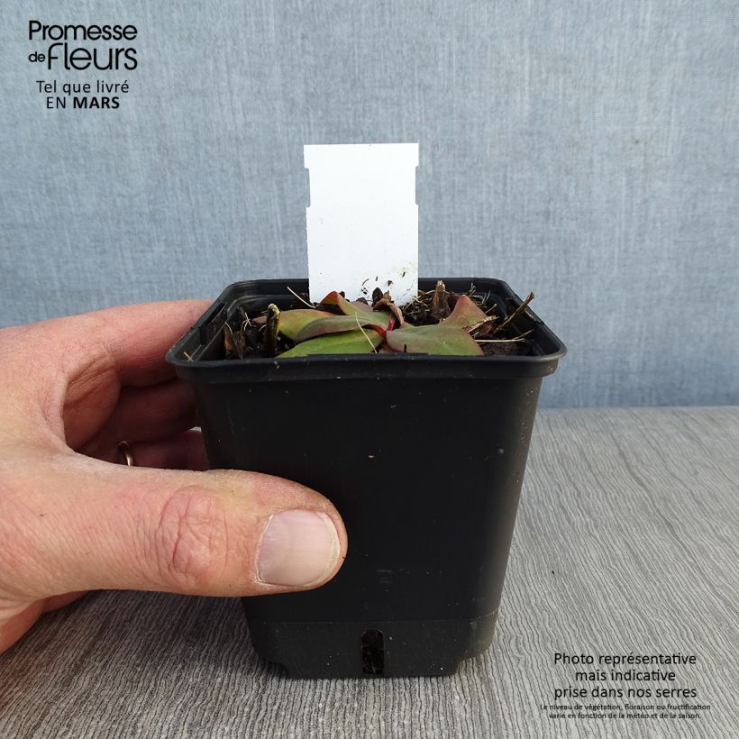 Example of Limonium platyphyllum - Strandflieder Kleine Töpfe von 8/9 cm as you get in hiver