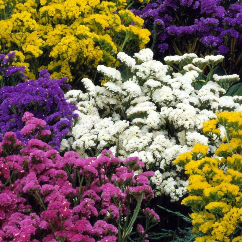 Geflügelter Strandflieder Forever Mix - Limonium (Flowering)