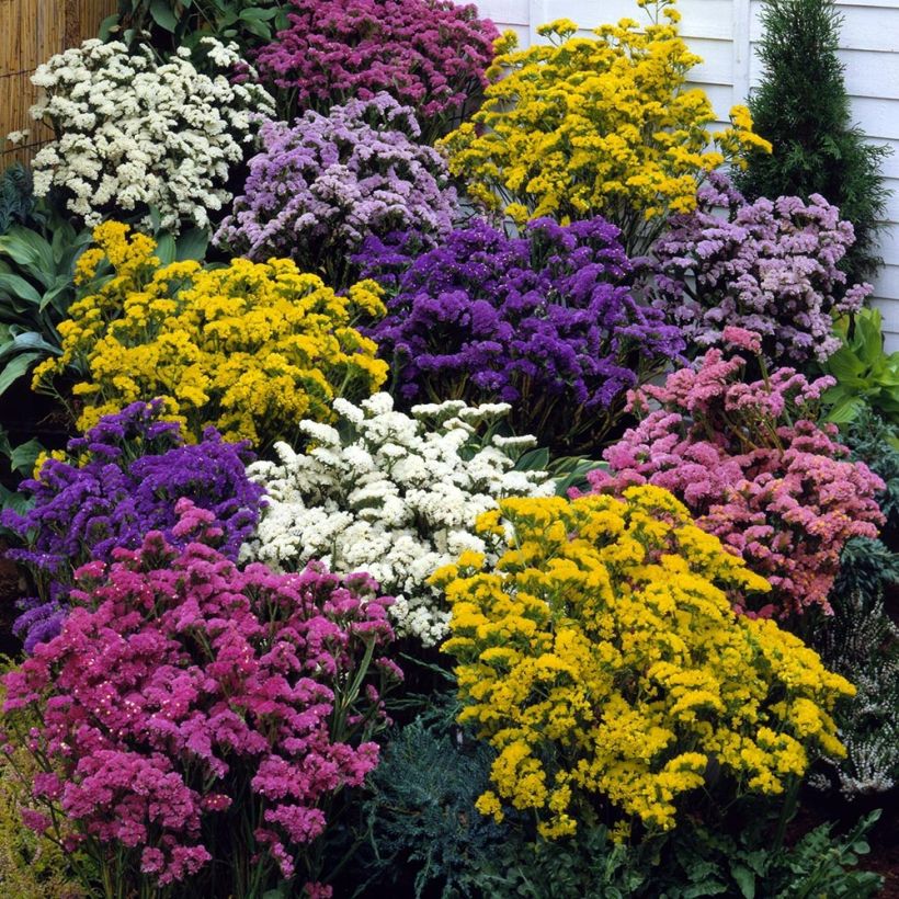 Geflügelter Strandflieder Forever Mix - Limonium (Plant habit)