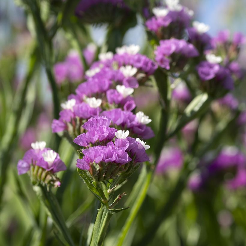 Geflügelter Strandflieder Forever Rose (Samen) - Limonium (Flowering)