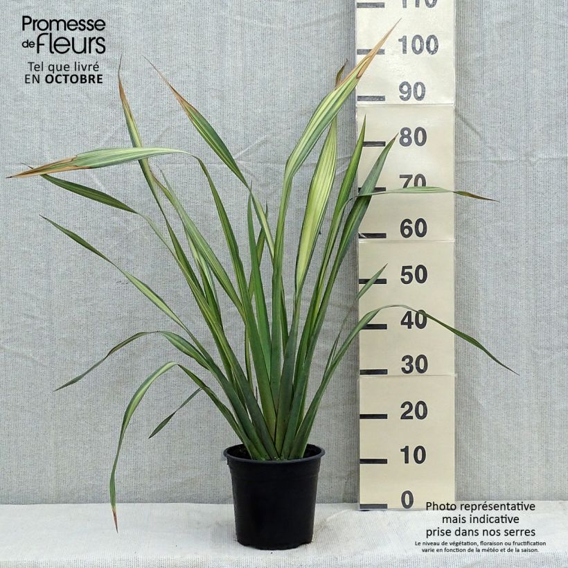 Example of Phormium tenax Apricot Queen Topf mit 3L/4L as you get in automne
