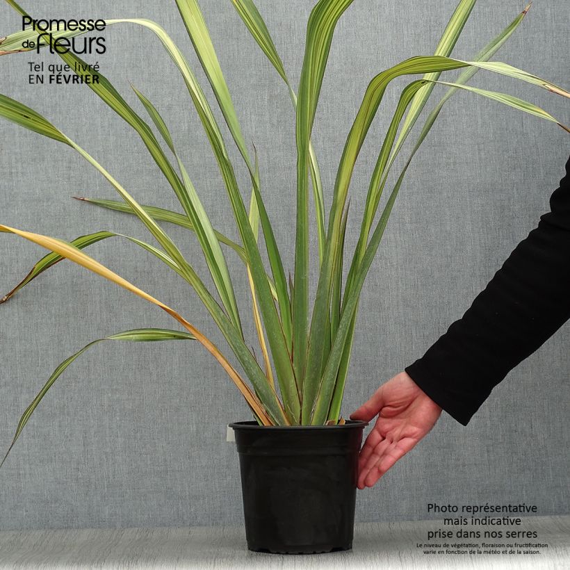 Exemplar von Phormium tenax Apricot Queen Topf mit 3L/4L wie im Winter geliefert