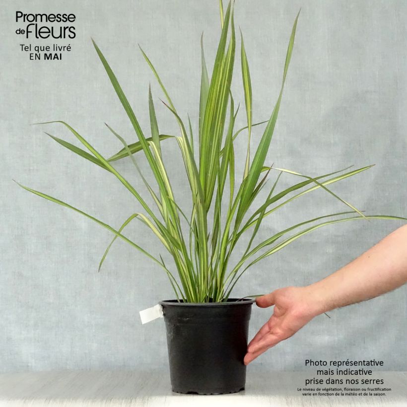 Exemplar von Phormium tenax Apricot Queen Topf mit 3L/4L wie im Frühjahr geliefert