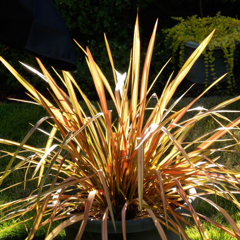 Phormium tenax Flamingo (Plant habit)