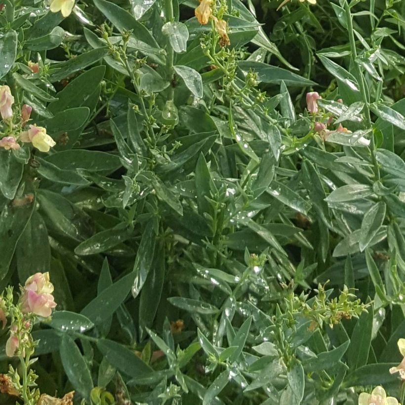 Purpur-Leinkraut Peachy - Linaria purpurea (Foliage)