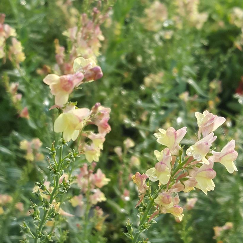 Purpur-Leinkraut Peachy - Linaria purpurea (Flowering)