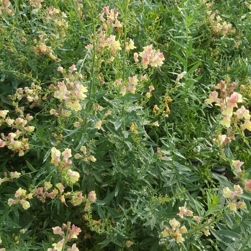Purpur-Leinkraut Peachy - Linaria purpurea (Plant habit)