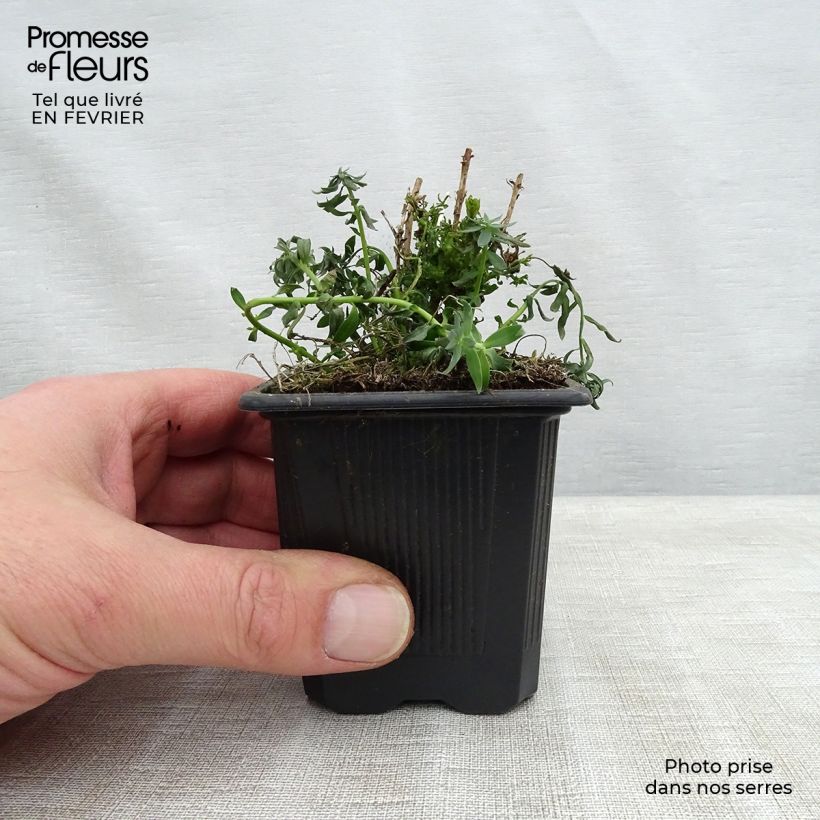 Exemplar von Purpur-Leinkraut Peachy - Linaria purpurea Kleine Töpfe von 8/9 cm wie im Winter geliefert