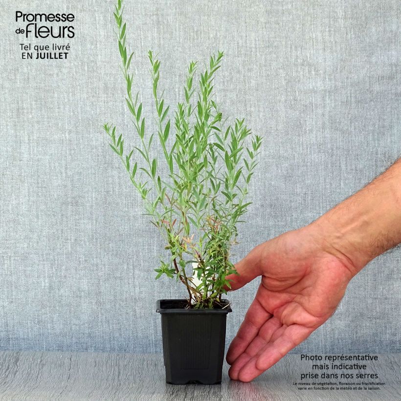 Exemplar von Purpur-Leinkraut Peachy - Linaria purpurea Kleine Töpfe von 8/9 cm wie im Sommer geliefert