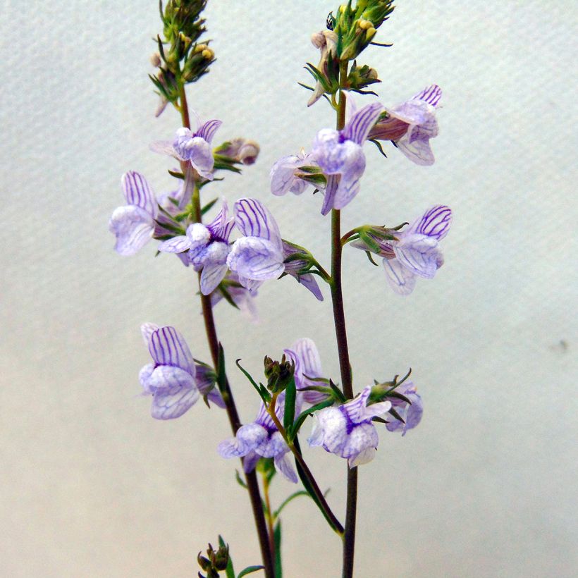 Leinkraut Antique Silver - Linaria anticaria (Flowering)