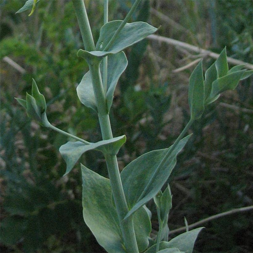 Dalmatiner Leinkraut - Linaria dalmatica (Foliage)