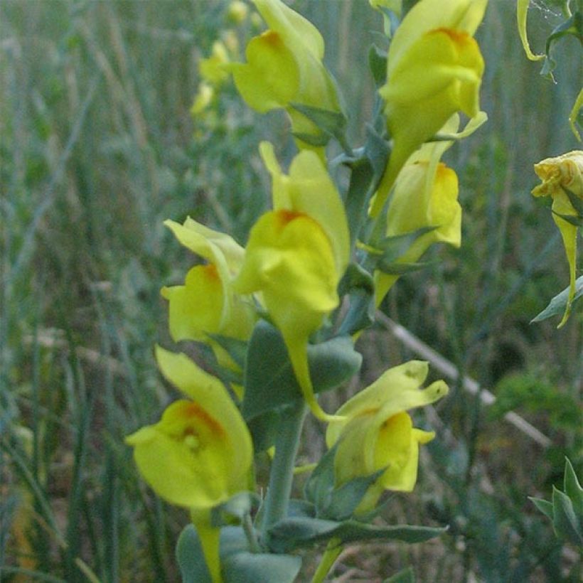 Dalmatiner Leinkraut - Linaria dalmatica (Flowering)