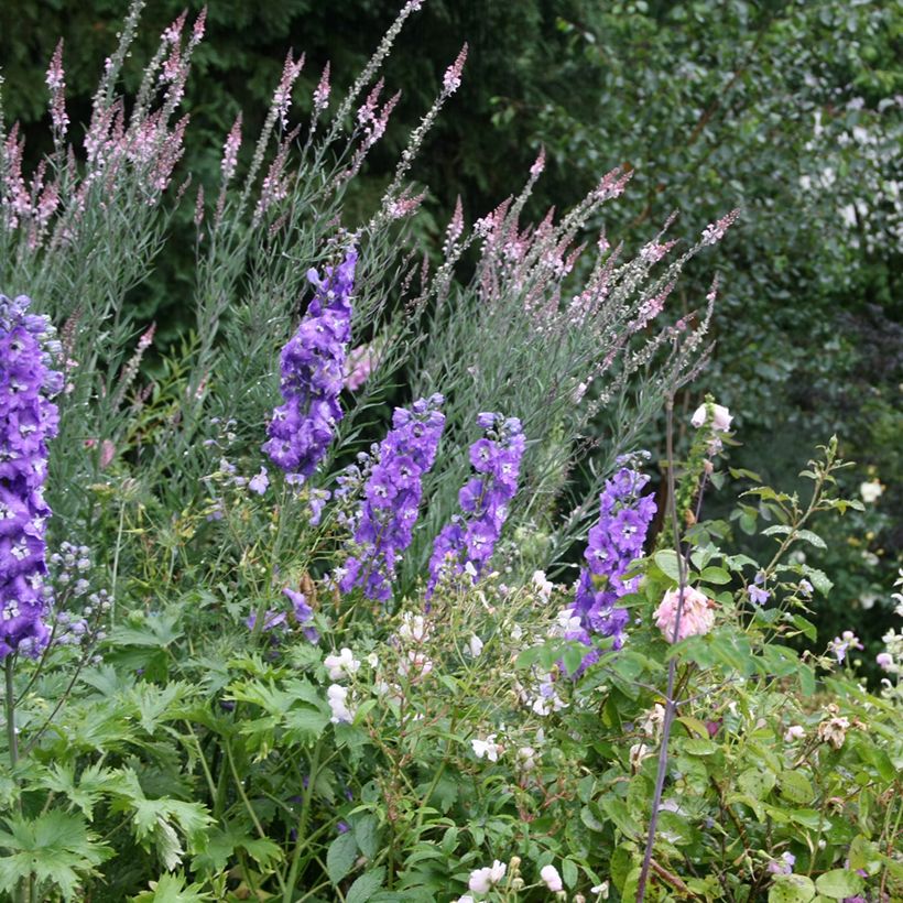 Purpur-Leinkraut Canon J. Went - Linaria purpurea (Plant habit)