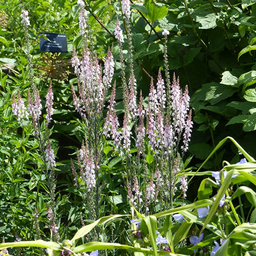 Purpur-Leinkraut Canon J. Went - Linaria purpurea (Flowering)