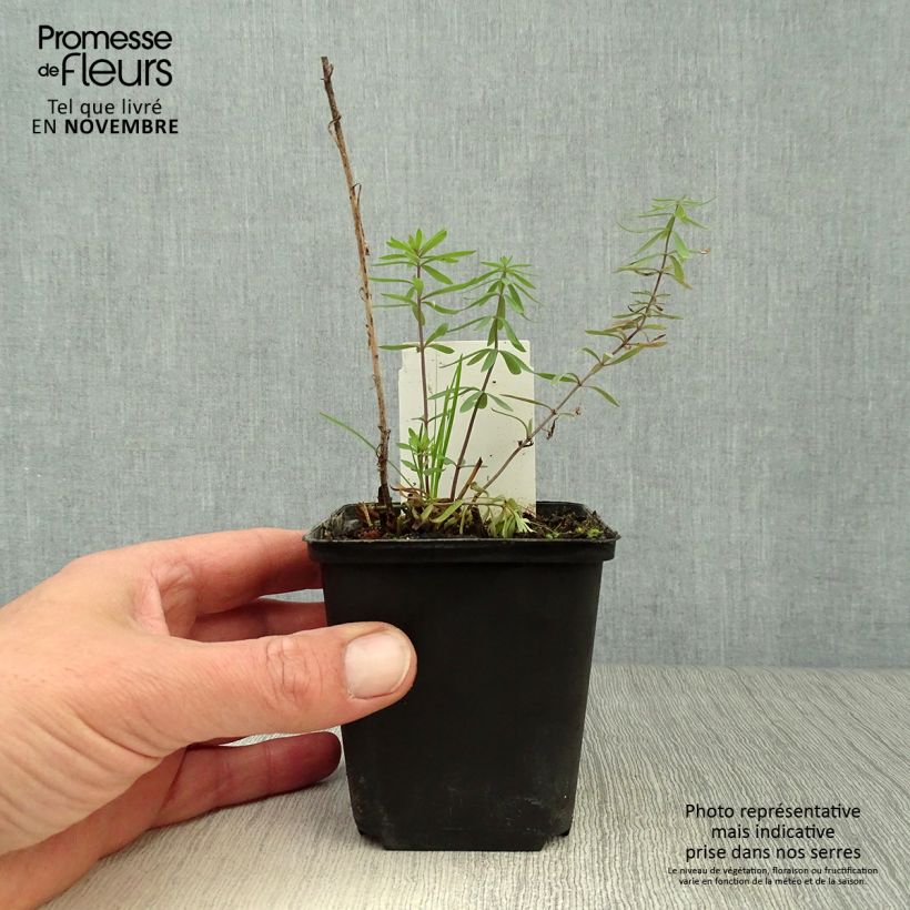 Example of Purpur-Leinkraut - Linaria purpurea Kleine Töpfe von 8/9 cm as you get in automne