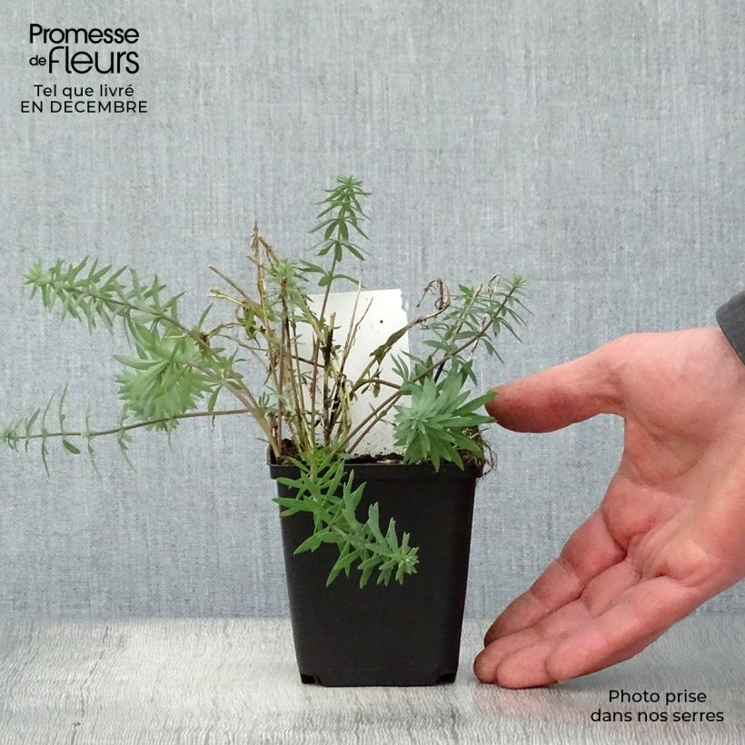 Exemplar von Purpur-Leinkraut - Linaria purpurea Kleine Töpfe von 8/9 cm wie im Winter geliefert