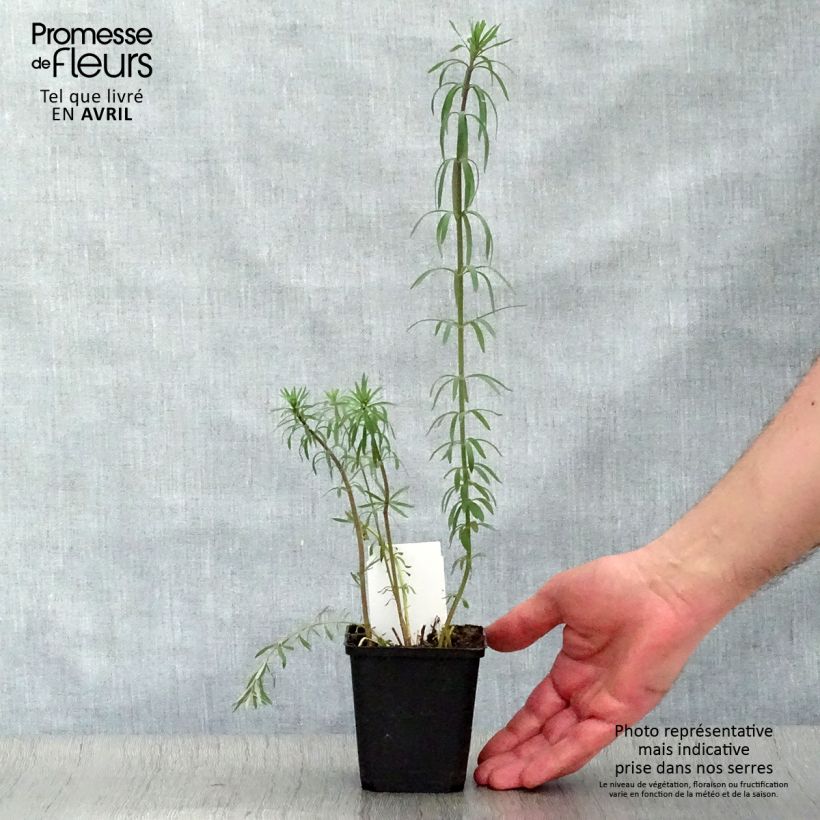 Exemplar von Purpur-Leinkraut - Linaria purpurea Kleine Töpfe von 8/9 cm wie im Frühjahr geliefert