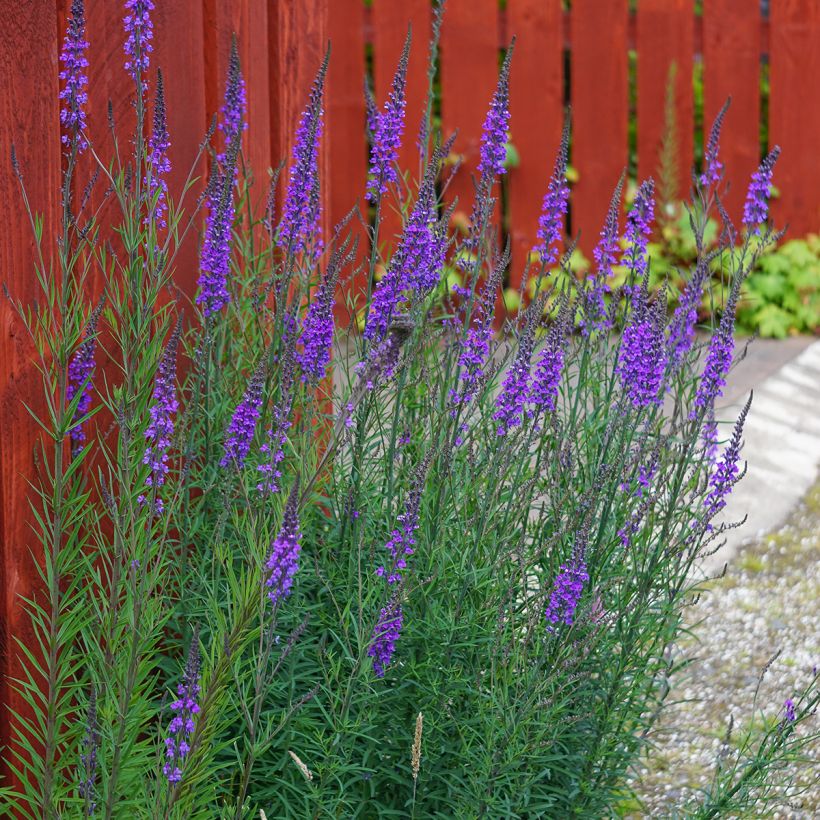 Purpur-Leinkraut - Linaria purpurea (Plant habit)