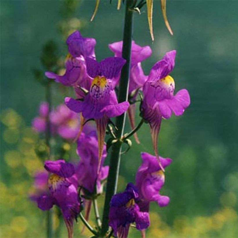 Iberisches Leinkraut - Linaria triornithophora (Flowering)