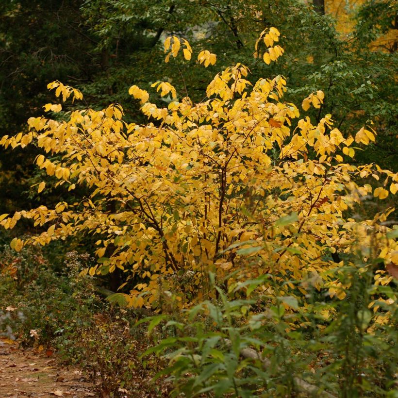 Lindera benzoin - Fieberstrauch (Plant habit)