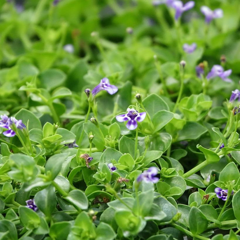 Lindernia grandiflora - Großblütiges Büchsenkraut (Blüte)