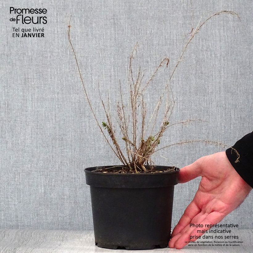 Example of Stauden-Lein - Linum perenne Topf mit 2L/3L as you get in hiver