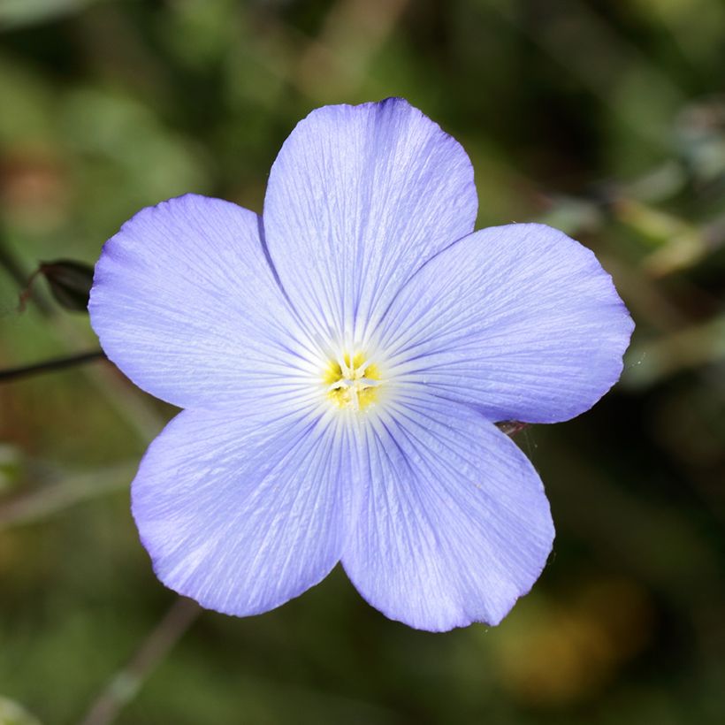 Stauden-Lein Saphir - Linum perenne (Flowering)