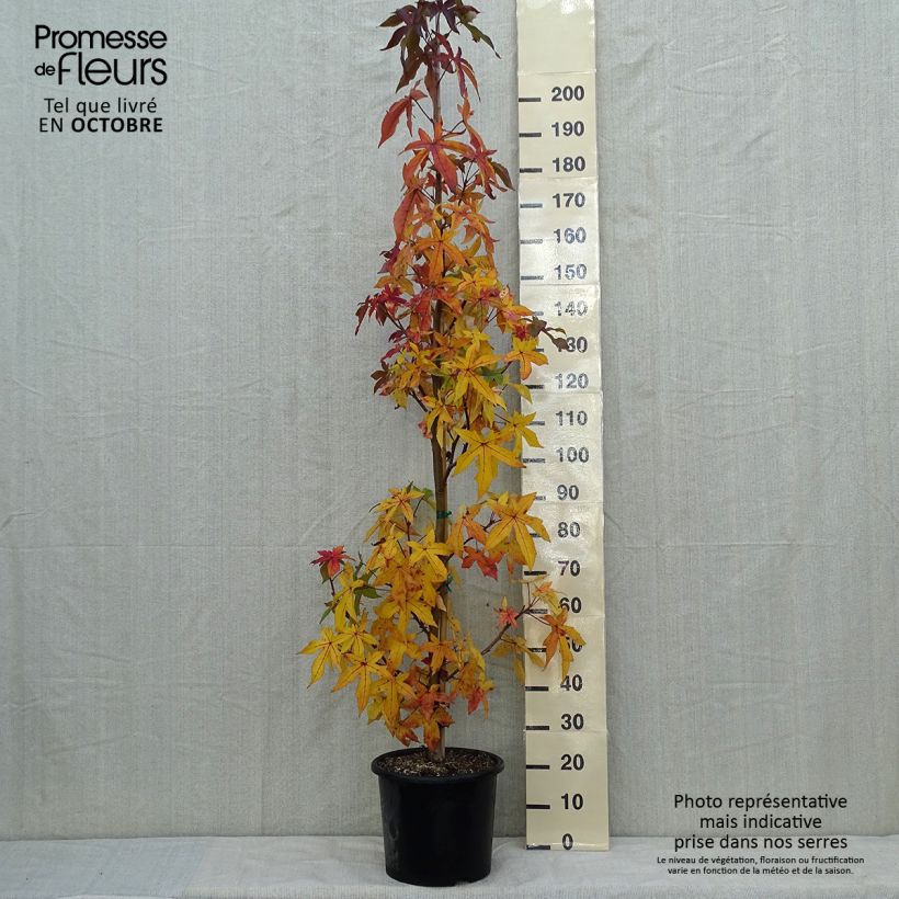Example of Liquidambar styraciflua Palo Alto - Amberbaum Topf mit 12L/15L as you get in automne