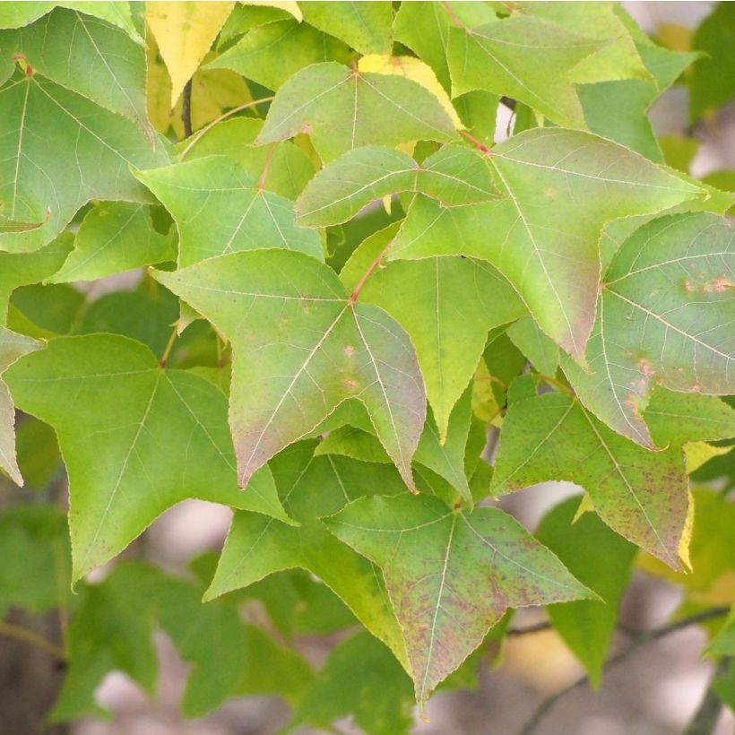 Liquidambar formosana - Chinesischer Amberbaum (Foliage)