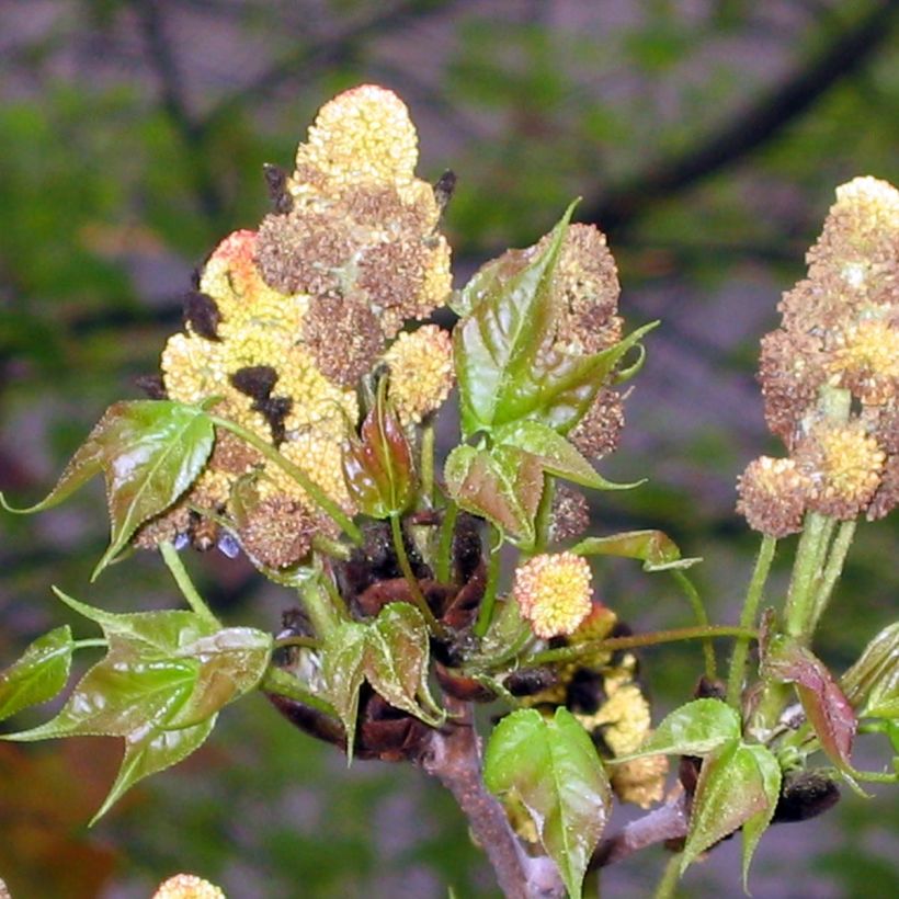 Liquidambar formosana - Chinesischer Amberbaum (Flowering)