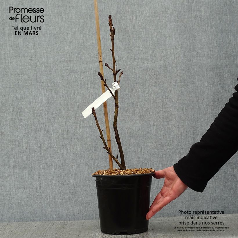 Exemplar von Liquidambar styraciflua Albomarginata Manon - Amberbaum Topf mit 4L/5L wie im Winter geliefert