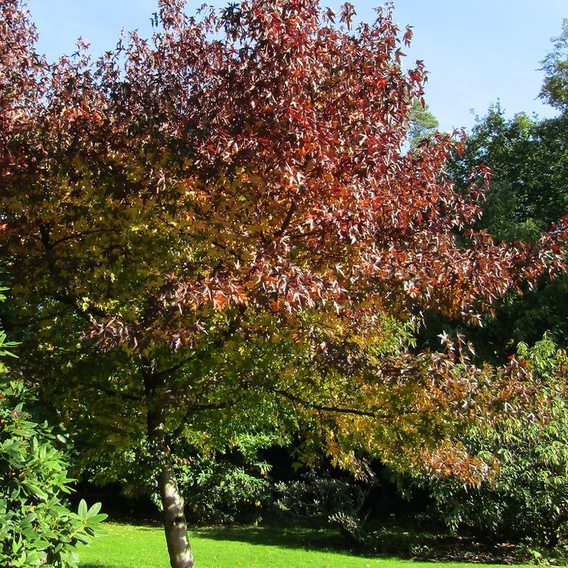 Liquidambar styraciflua Andrew Hewson - Amberbaum (Plant habit)