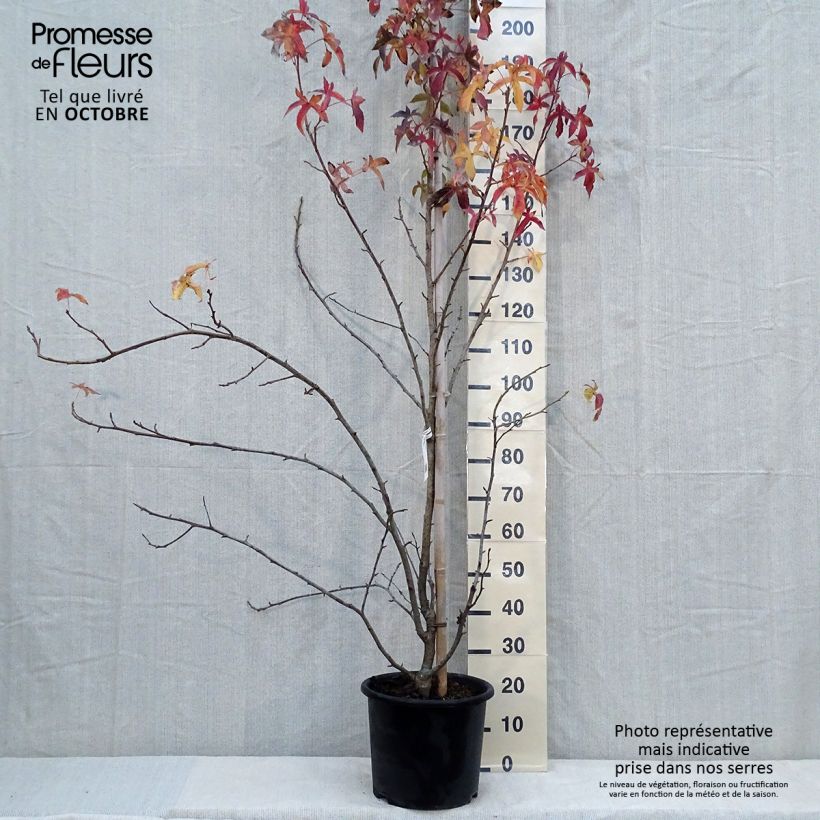 Example of Liquidambar styraciflua Aurea - Amberbaum Topf mit 12L/15L as you get in automne
