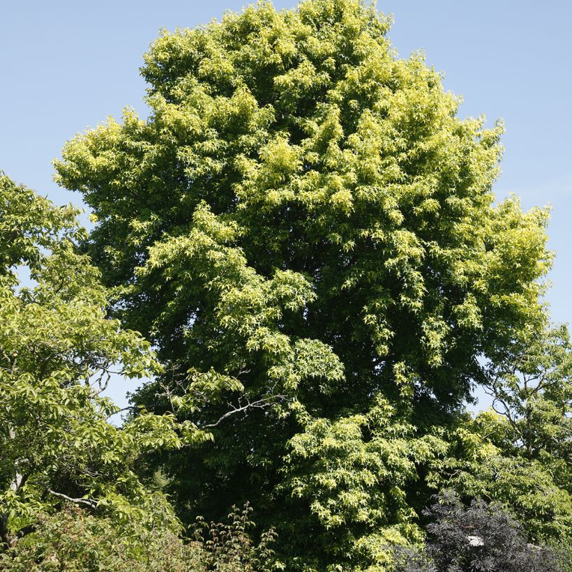 Liquidambar styraciflua Aurora - Amberbaum (Plant habit)