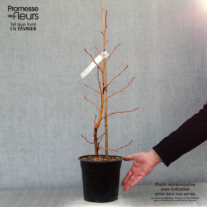 Exemplar von Liquidambar styraciflua Golden Sun - Amberbaum Topf mit 4L/5L wie im Winter geliefert