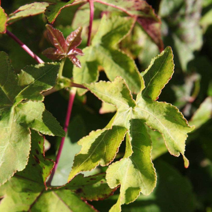 Liquidambar styraciflua Gum Ball - Amberbaum (Foliage)