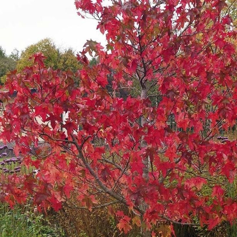 Liquidambar styraciflua Lane Roberts - Amberbaum (Foliage)